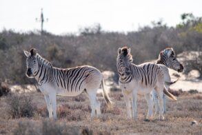 L'Ermitage Quagga Lodge 9