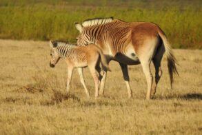 Quagga Project