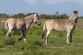 Quagga Project 3