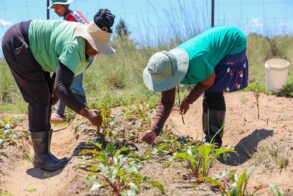 thebabanangofoundation Community-garden-1